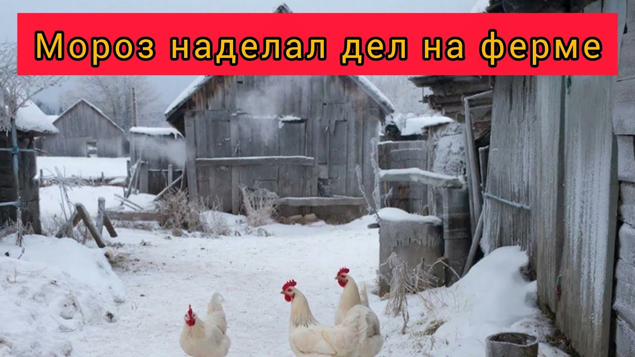 Мороз натворил дел