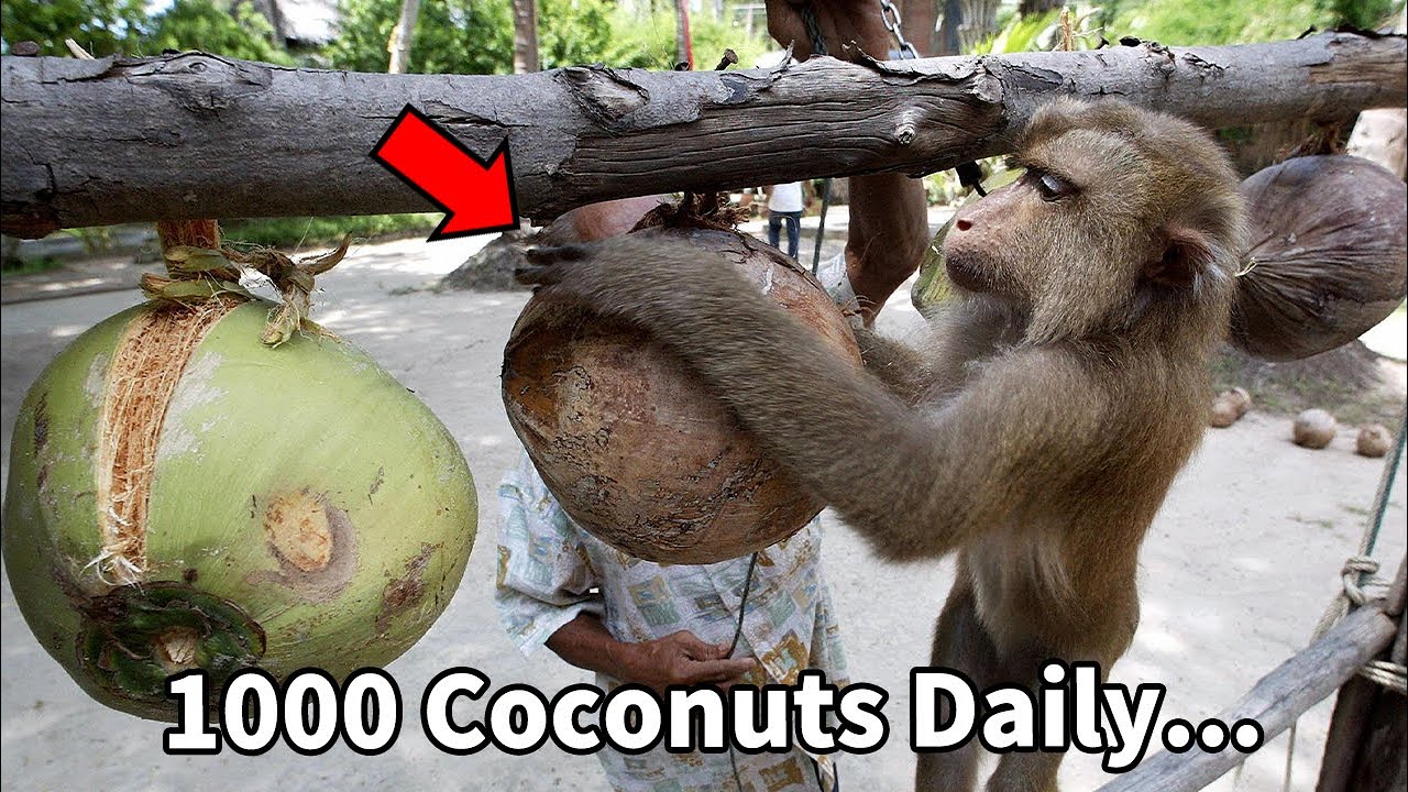 Monkey Picking Coconuts All His Life... Do you know Monkey-Free Coconut?