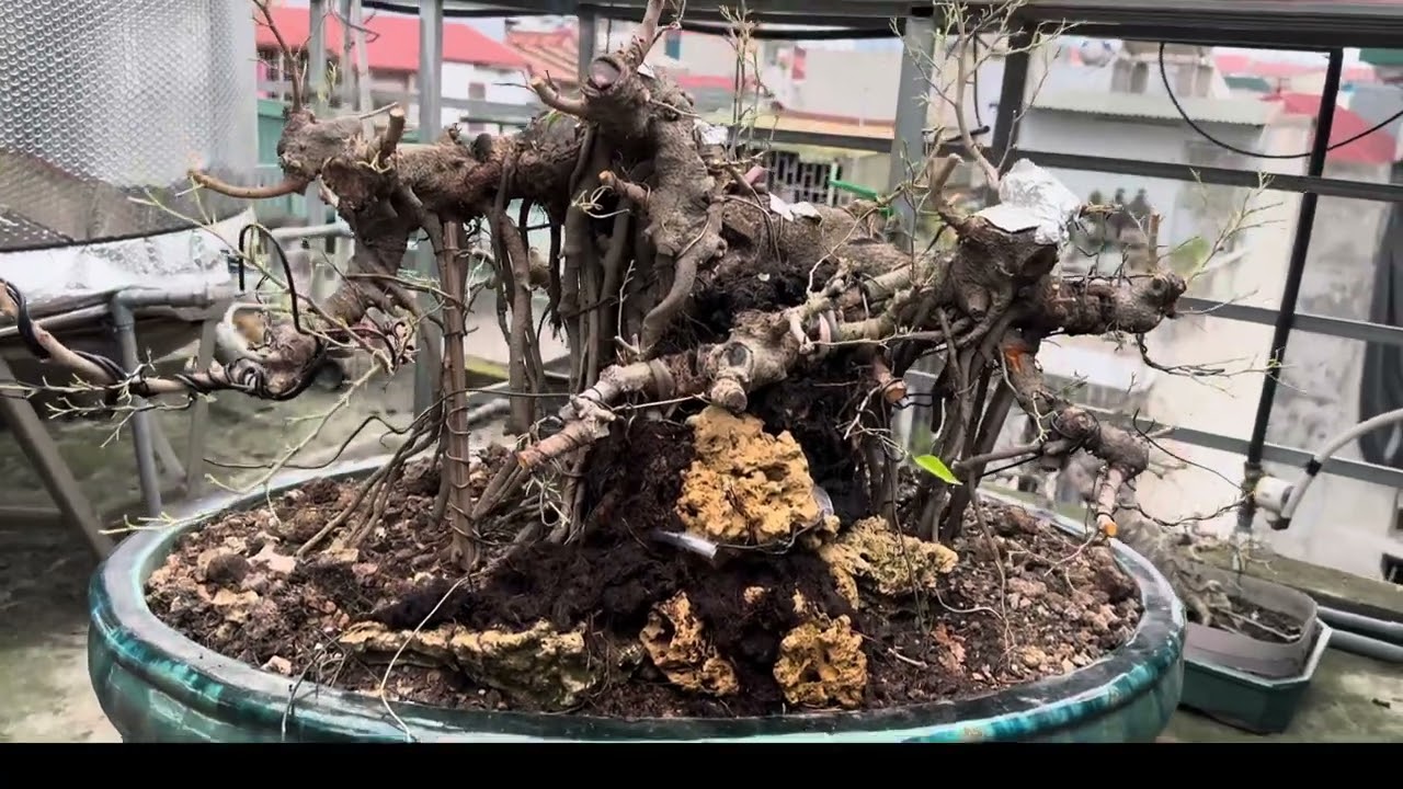 Sanh lá móng hàng phôi pha đang chỉnh sửa