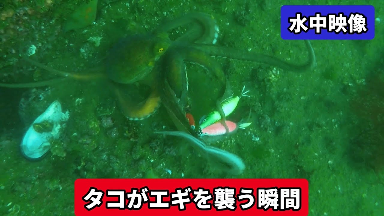 タコは割れ目に潜んでる❗️【ダイソータコエギ水中映像】