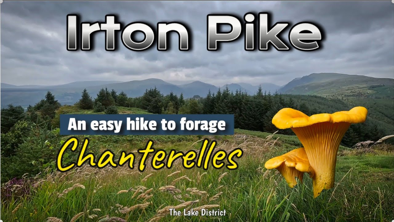 Foraging Chanterelles/EASY HIKING Irton Pike and STUNNING SUNSET Location/ LAKE DISTRICT