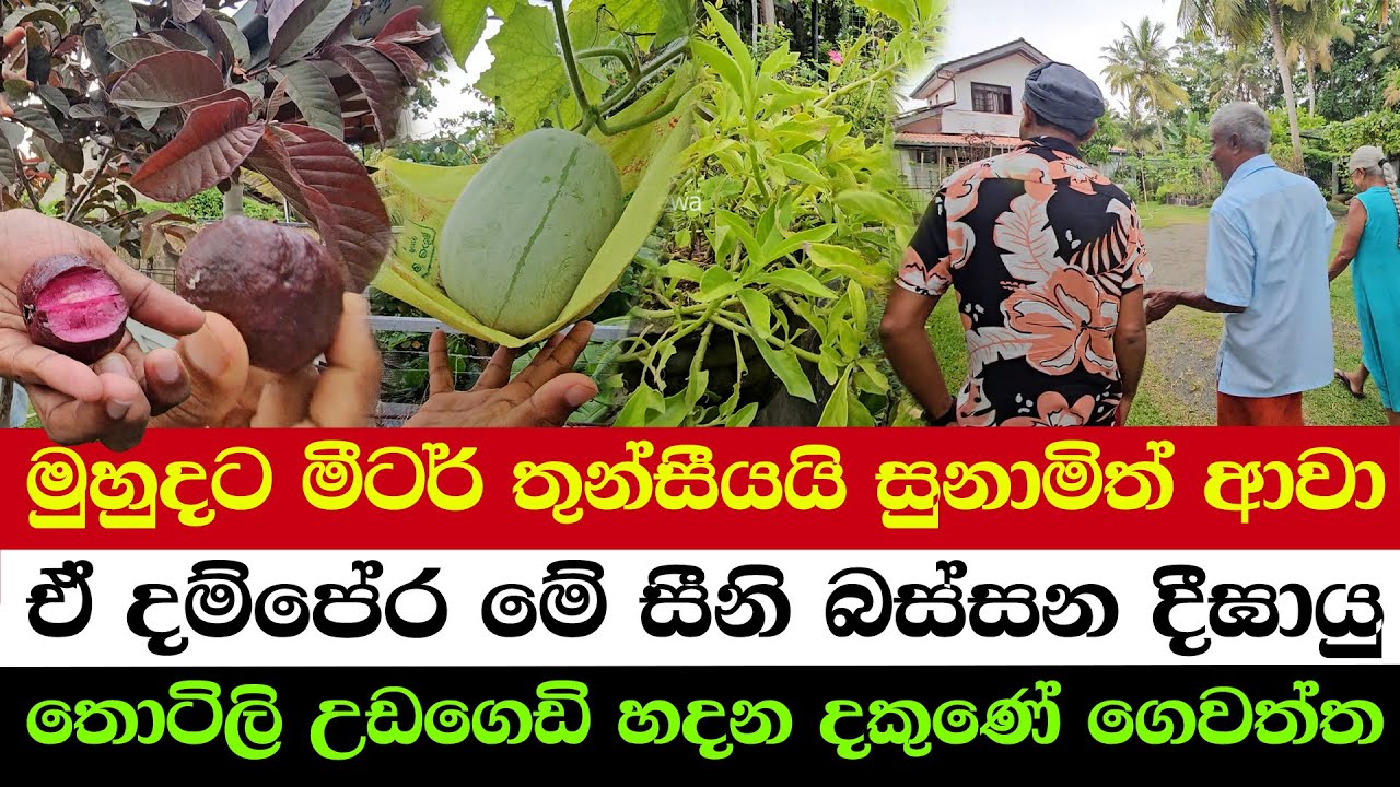 The Most Amazing Garden by the Ocean | Unbelievable Farming Techniques You’ve Never Seen