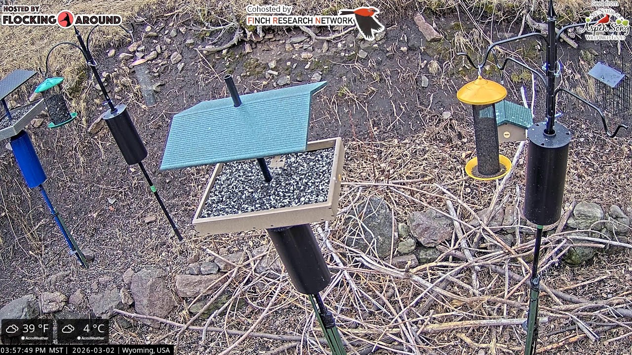 2026-03-02 - Flocking Around - Casper, WY - Live Stream Bird Feeder Cam