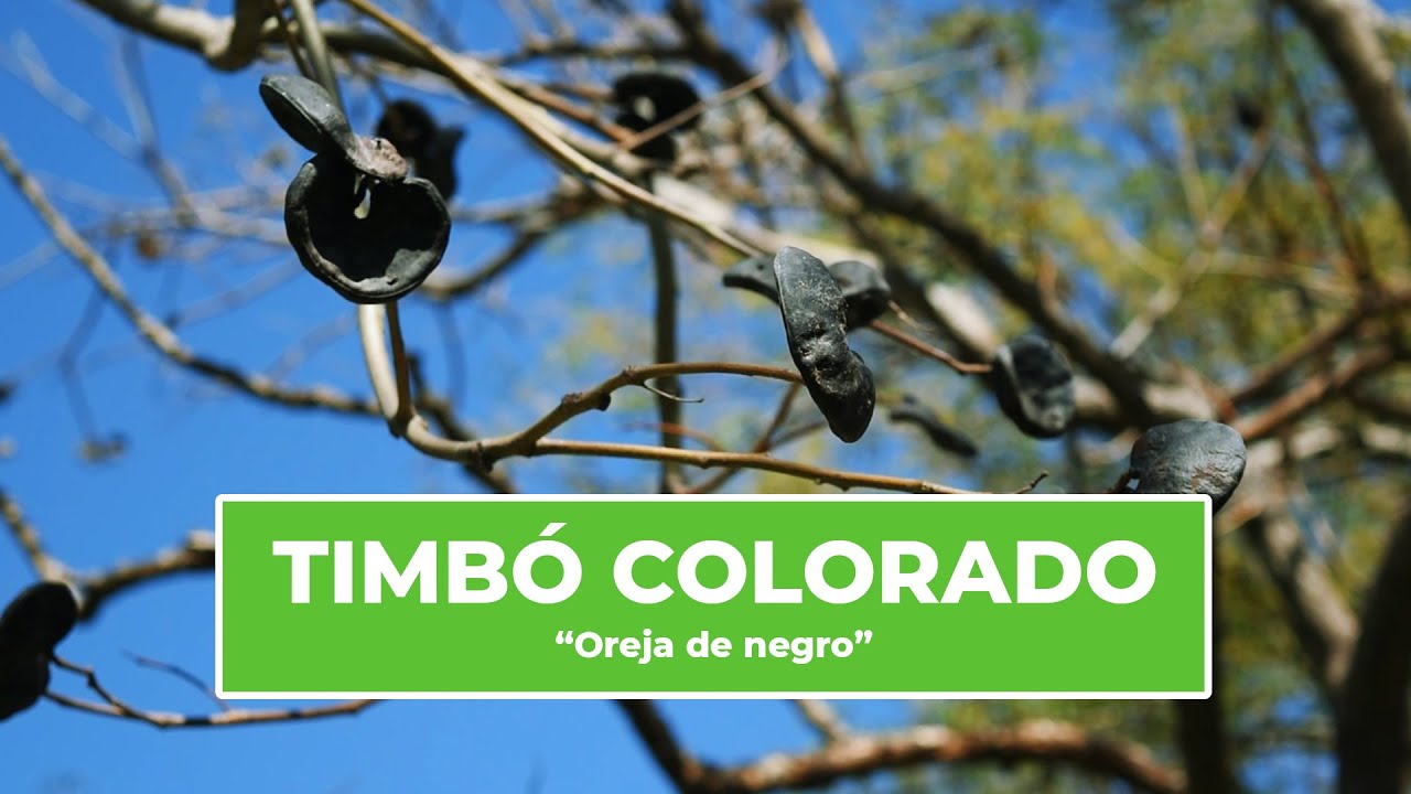 Timbó colorado  - Ecoprofe