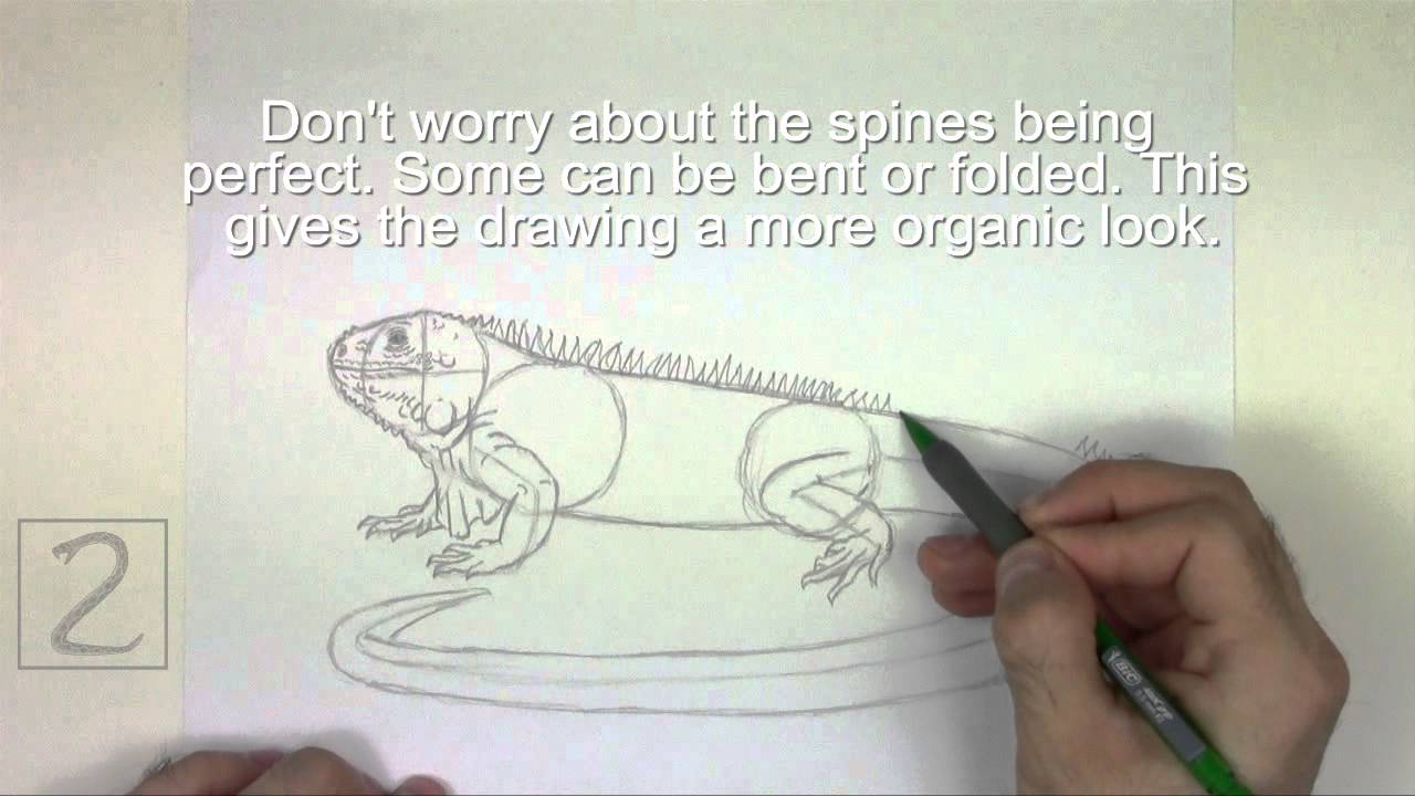How to Draw an Iguana