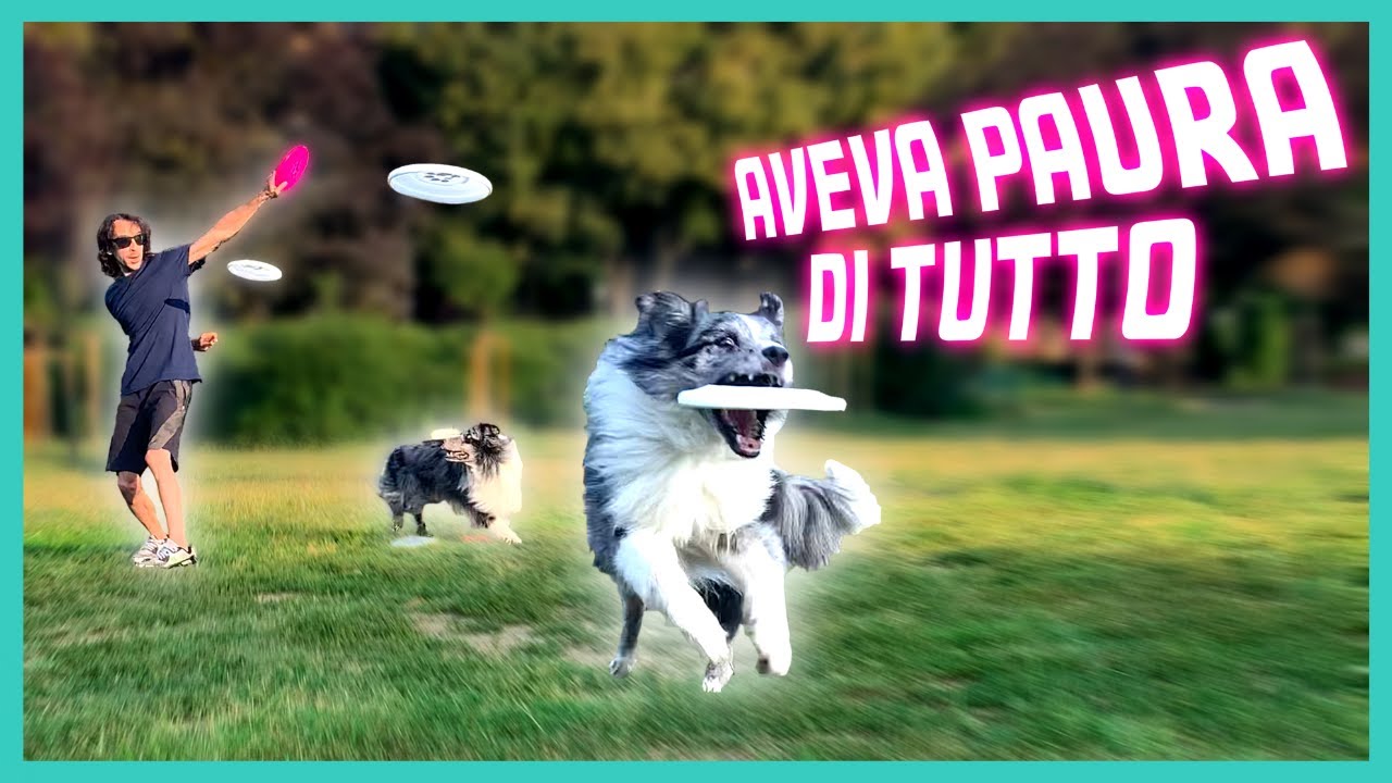 RECUPERARE un CANE PROBLEMATICO | la mia ESPERIENZA