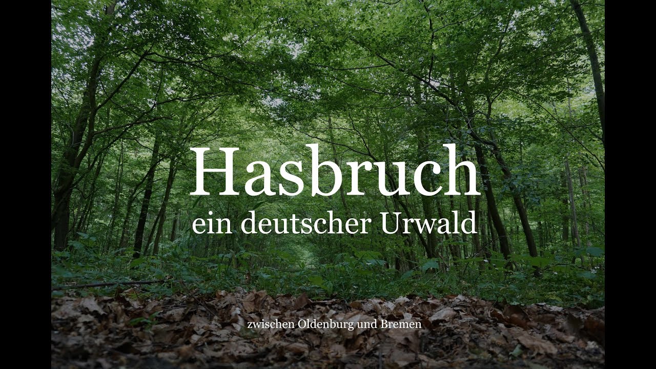 Hasbruch - ein deutscher Urwald zwischen Oldenburg und Bremen