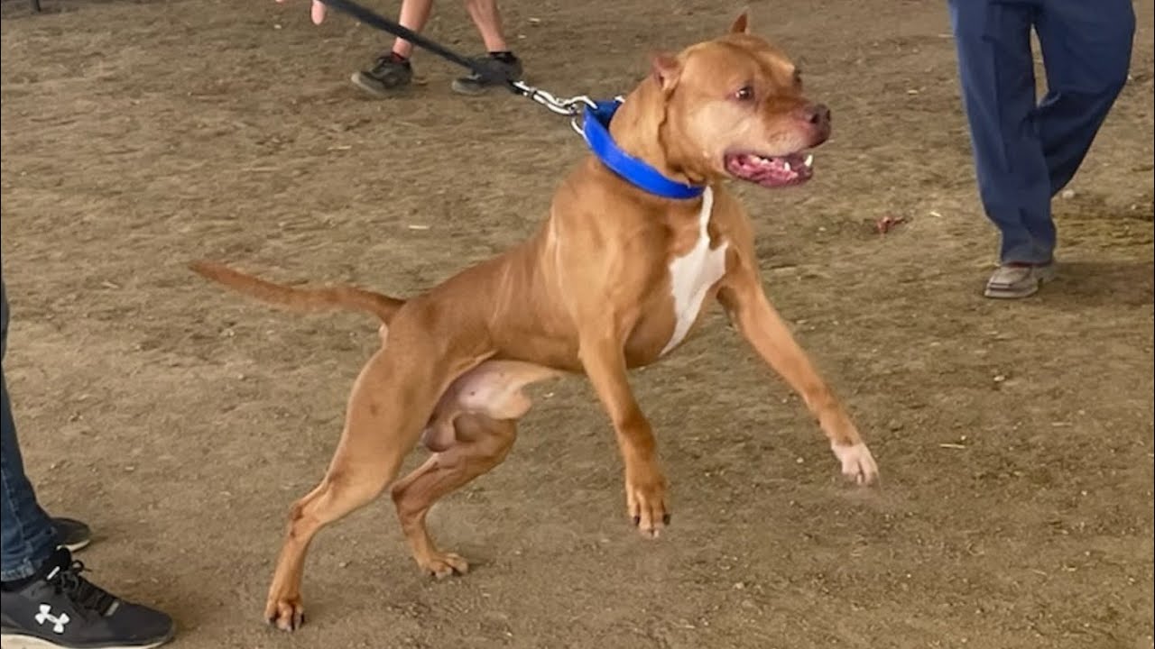 Best Gamebred APBT Show! Pit Bulls of the Rockies, Colorado, 2022