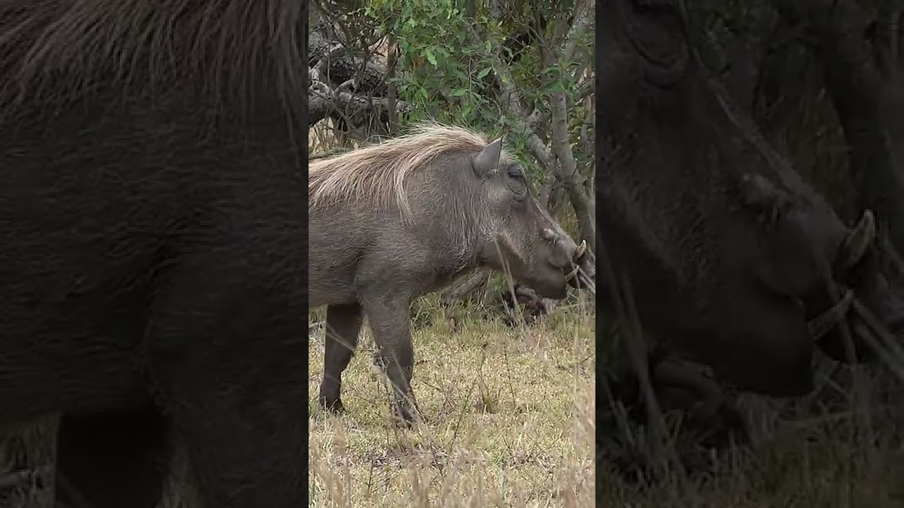 #warthog