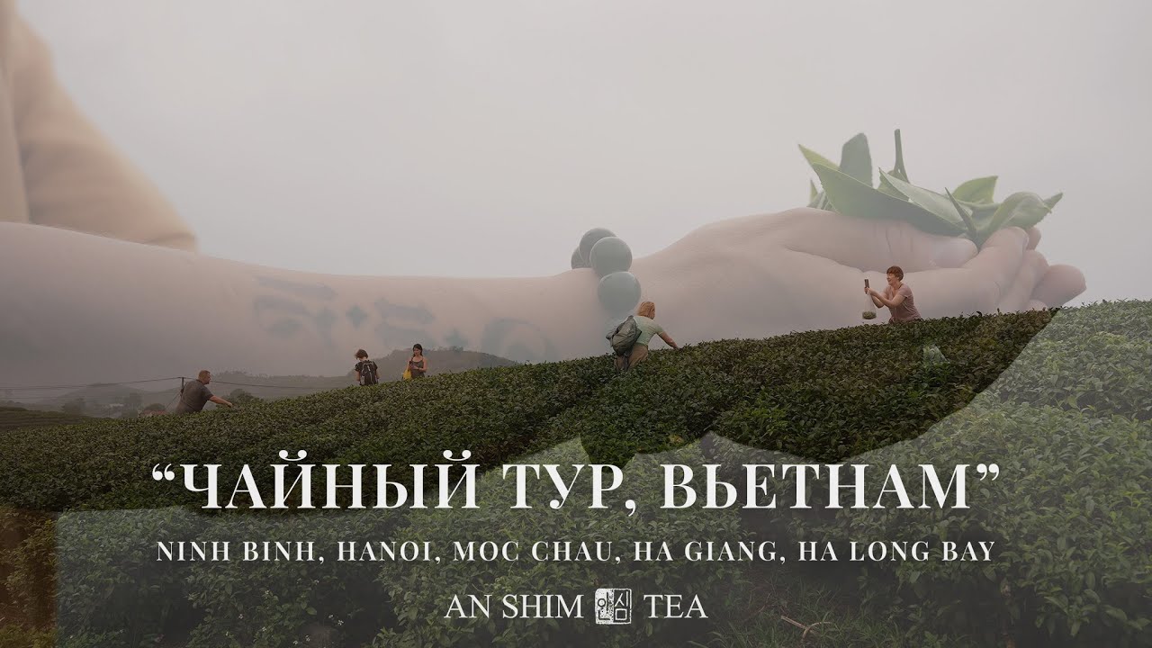 Чайный Тур Вьетнам 2024 от AN SHIM TEA