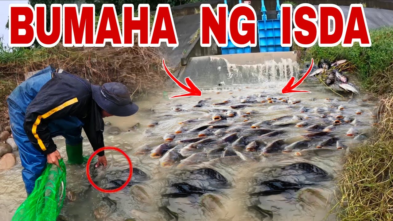 Bumaha Sa Lagusan Ng Dam, Malalaking Isda Dumagsa Pinupulot Nalang Namin