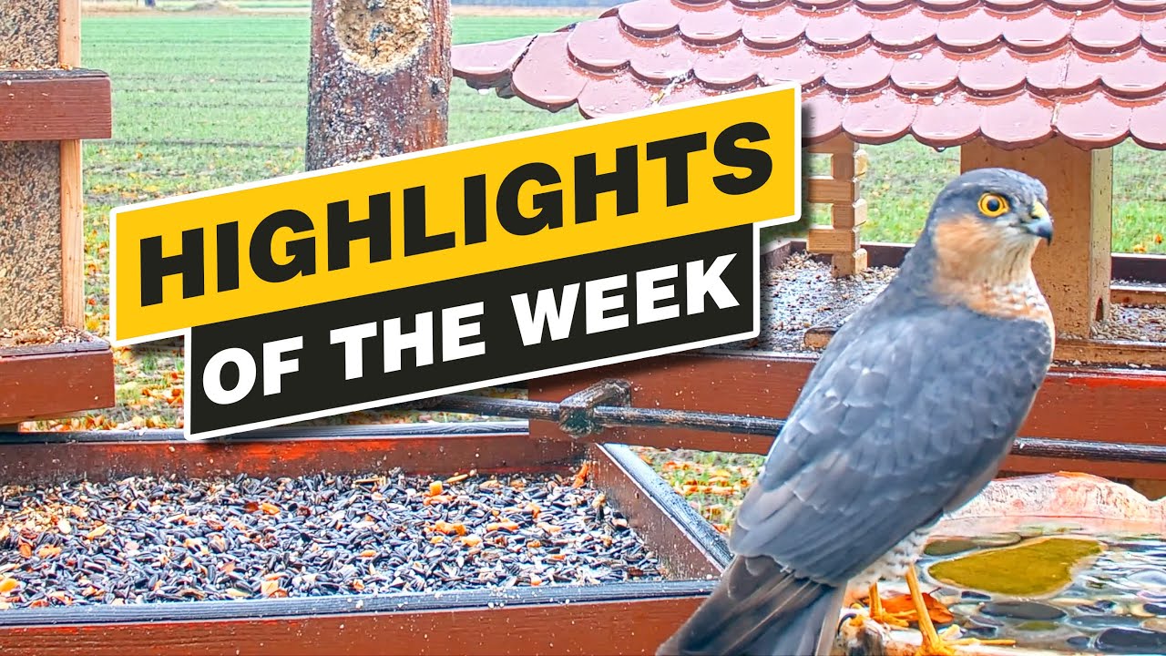 Highlights Of The Week - Recke, Germany - Week 48, Dec. 2021