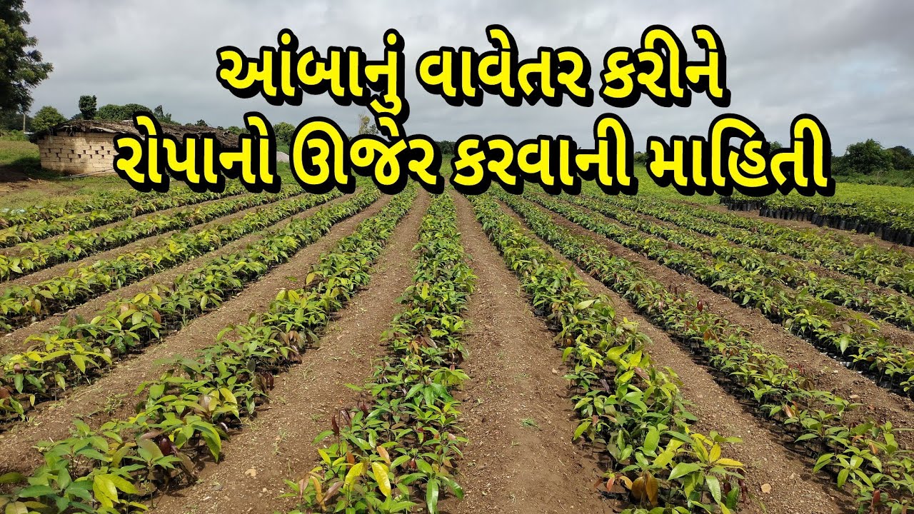 #આંબા_નુંવાવેતર કરીને રોપનો ઊજેર# કરવાનિ મહિતિત _અને કેટલો ફાયદો સે આના વાવેતર માં જાણો આ વીડિયો માં