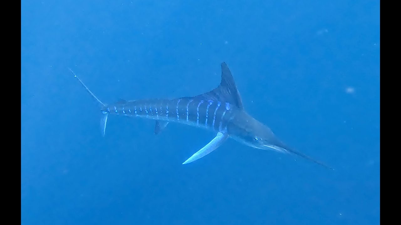 Magdalena Bay
