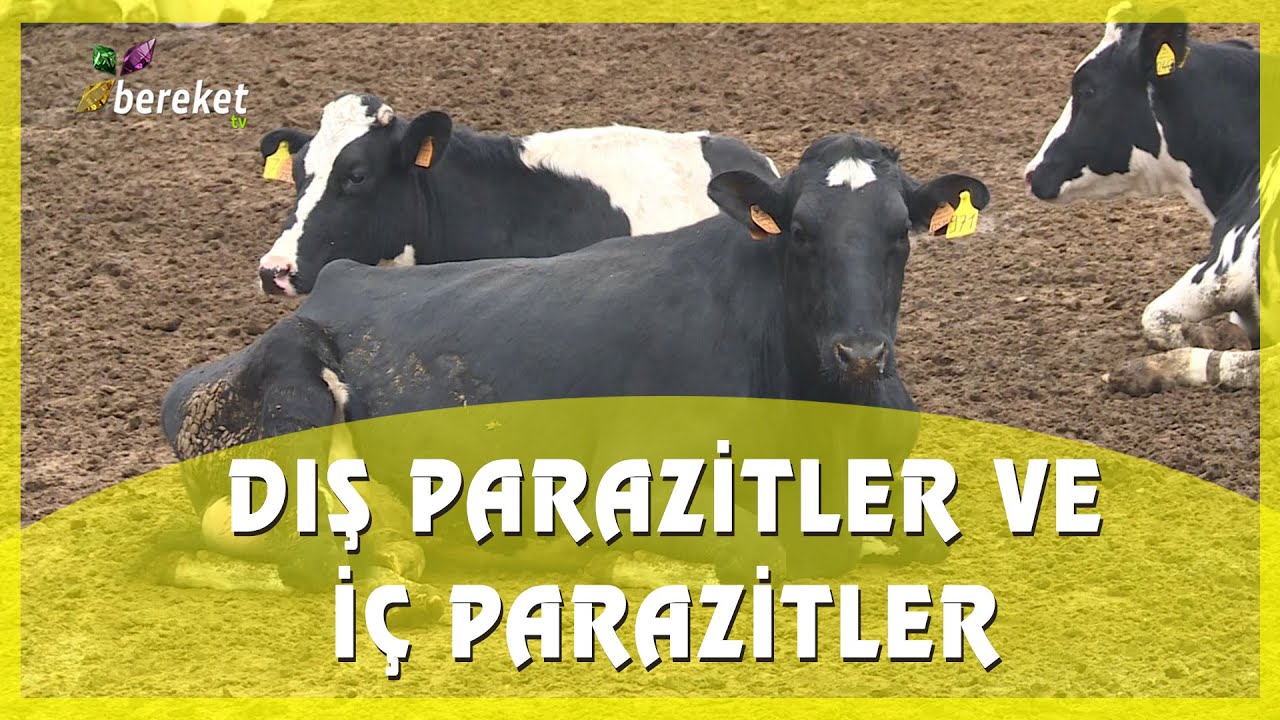 Parazit Nedir ?