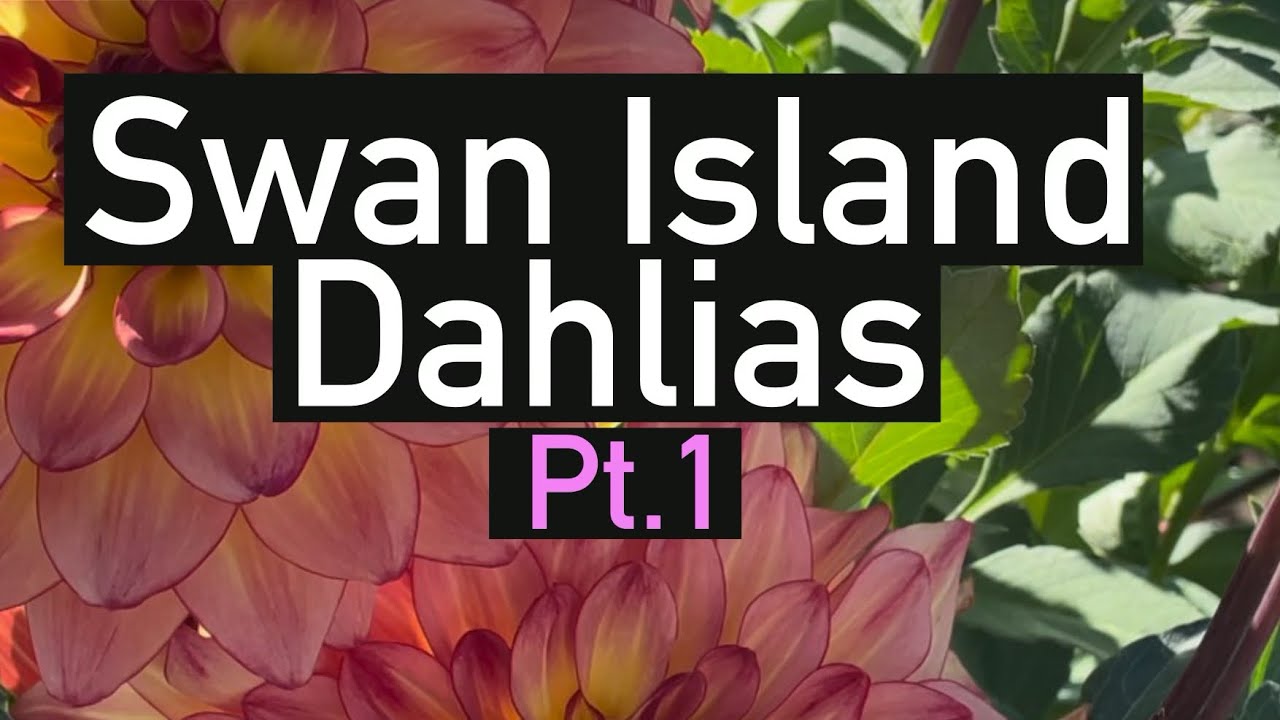 Dahlias in bloom with name. Swan Island Dahlia Festival 2023. #dahlia #flowers #gardening