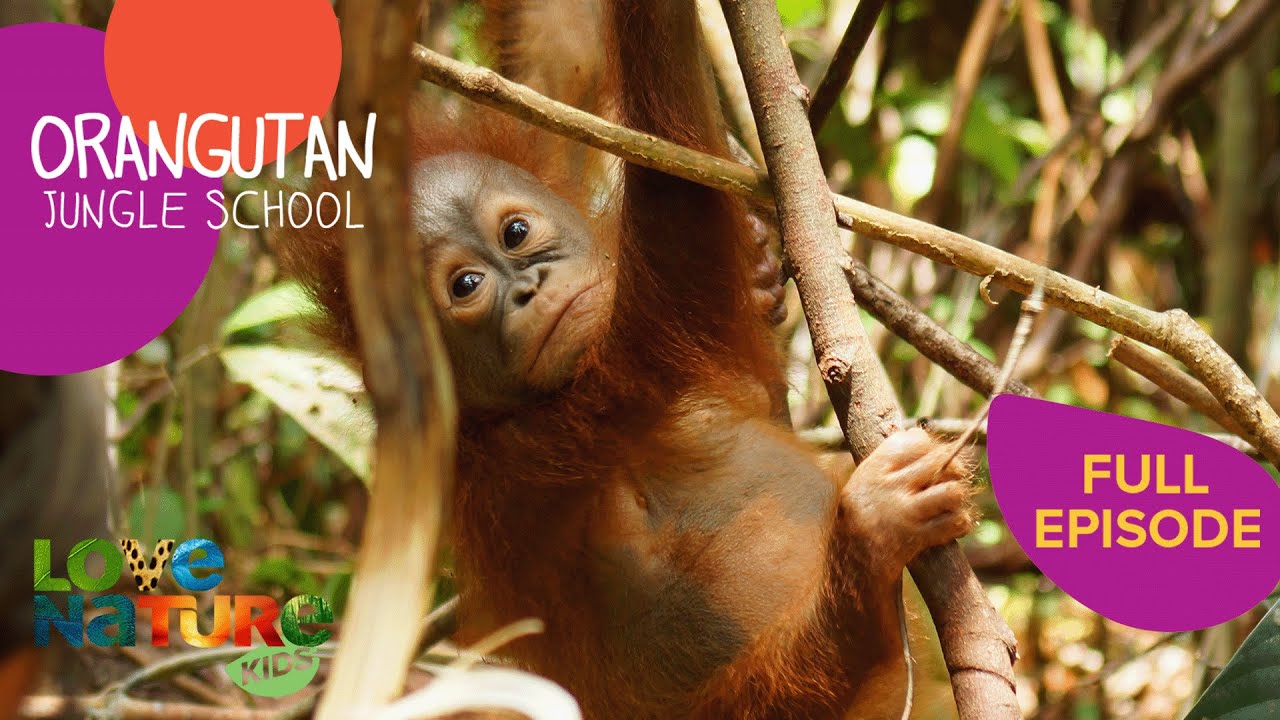 Second Chances | Orangutan Jungle School 109