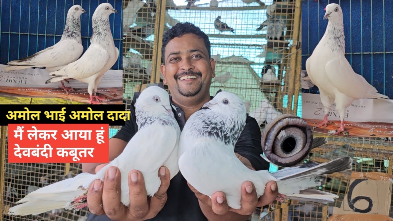 Amol Bhai (Amol Dada) Lekar Aaye He Special Devbandi Kabootar. Vikroli. Mumbai. Jai Kabootar