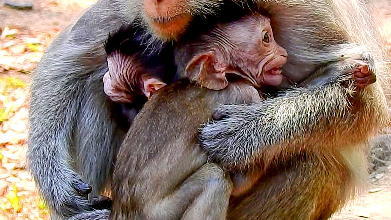 Incredible story! Baby monkey just wanna mother hug to get milk together with tiny sister.