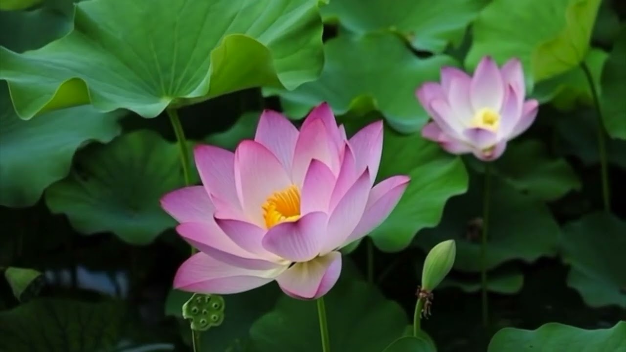 Lotus Adagio / Soothing AI Music. 慢板 / 舒緩ＡＩ音樂, #lofi #enniomorricone style.
