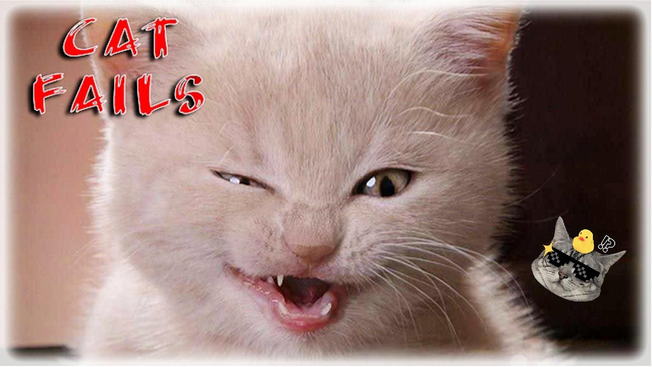 Crazy Angry Cats Caught on Camera!