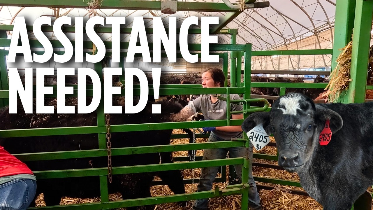Cow needs HELP! Calving Season Chaos