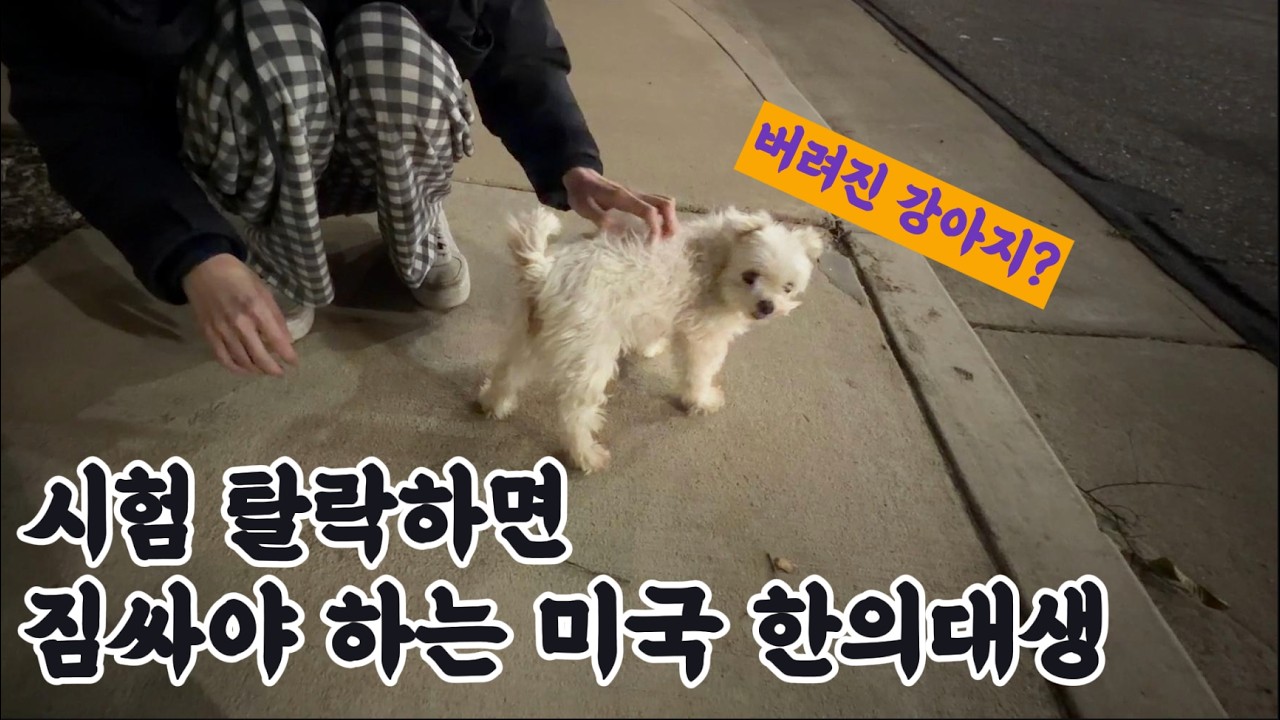 시험 탈락하면 짐싸야하는 한의대생과 버려진 강아지?