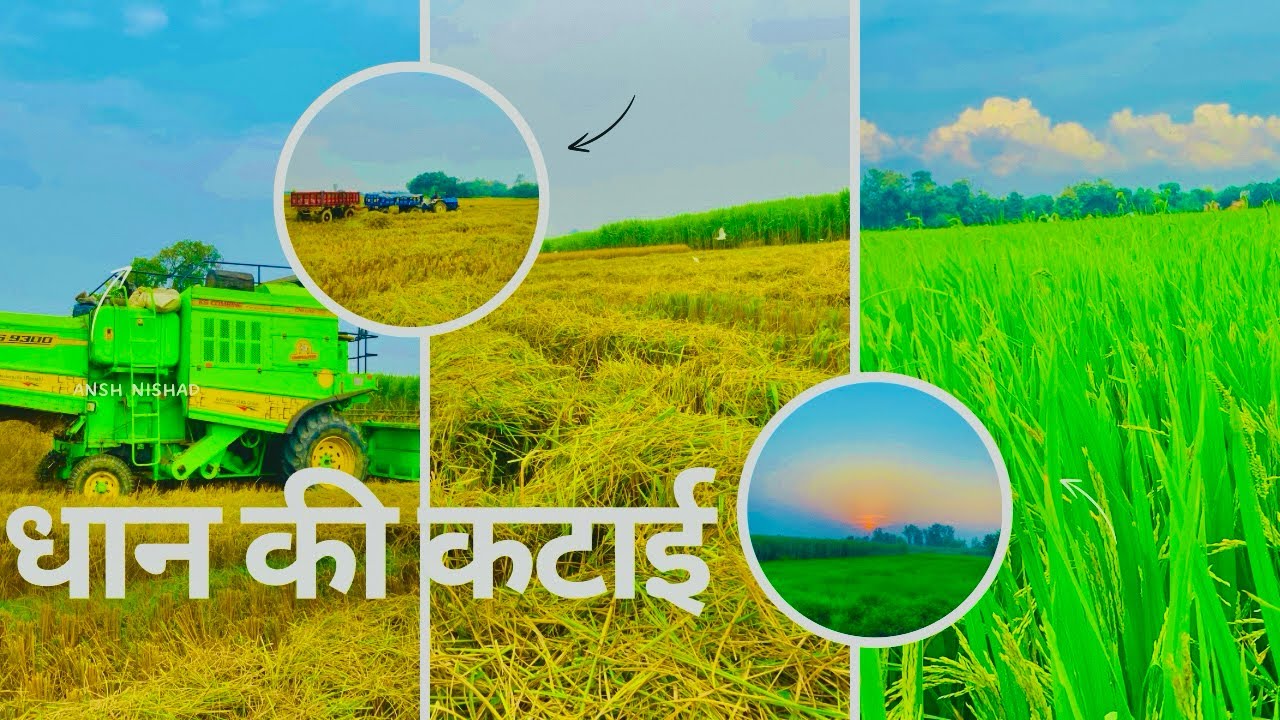 Machine Ne Badal Di Dhan Katai Ki Speed! 😱 | Farming Vlog//Gaon ki galliyan