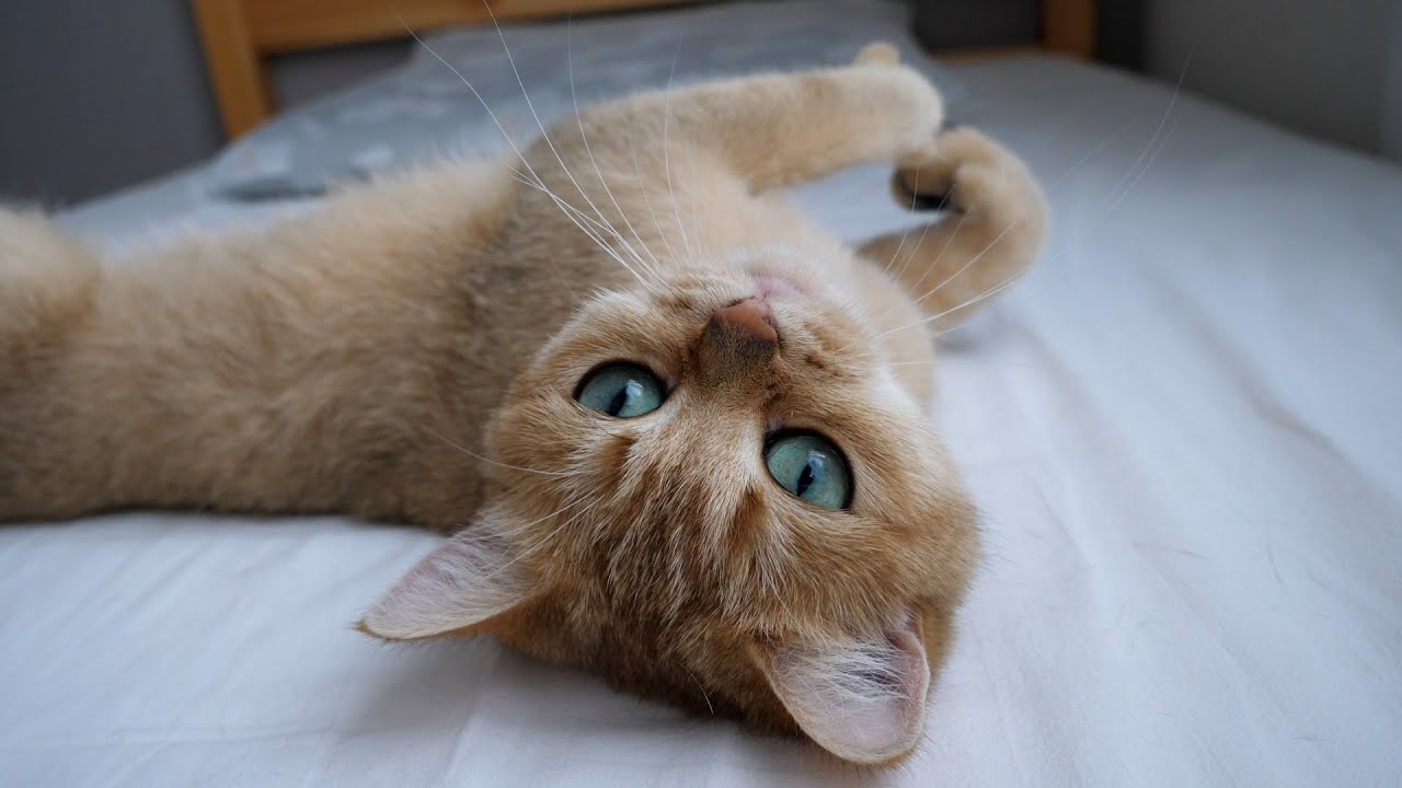 I was allowed to join grandmother cat Mimi for a nap