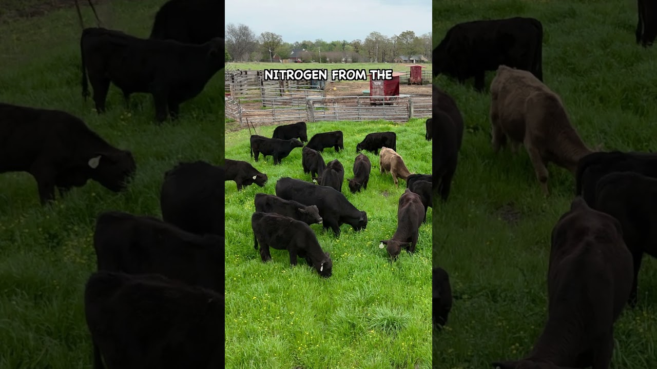 We Transformed Fescue Pastures with this Crop