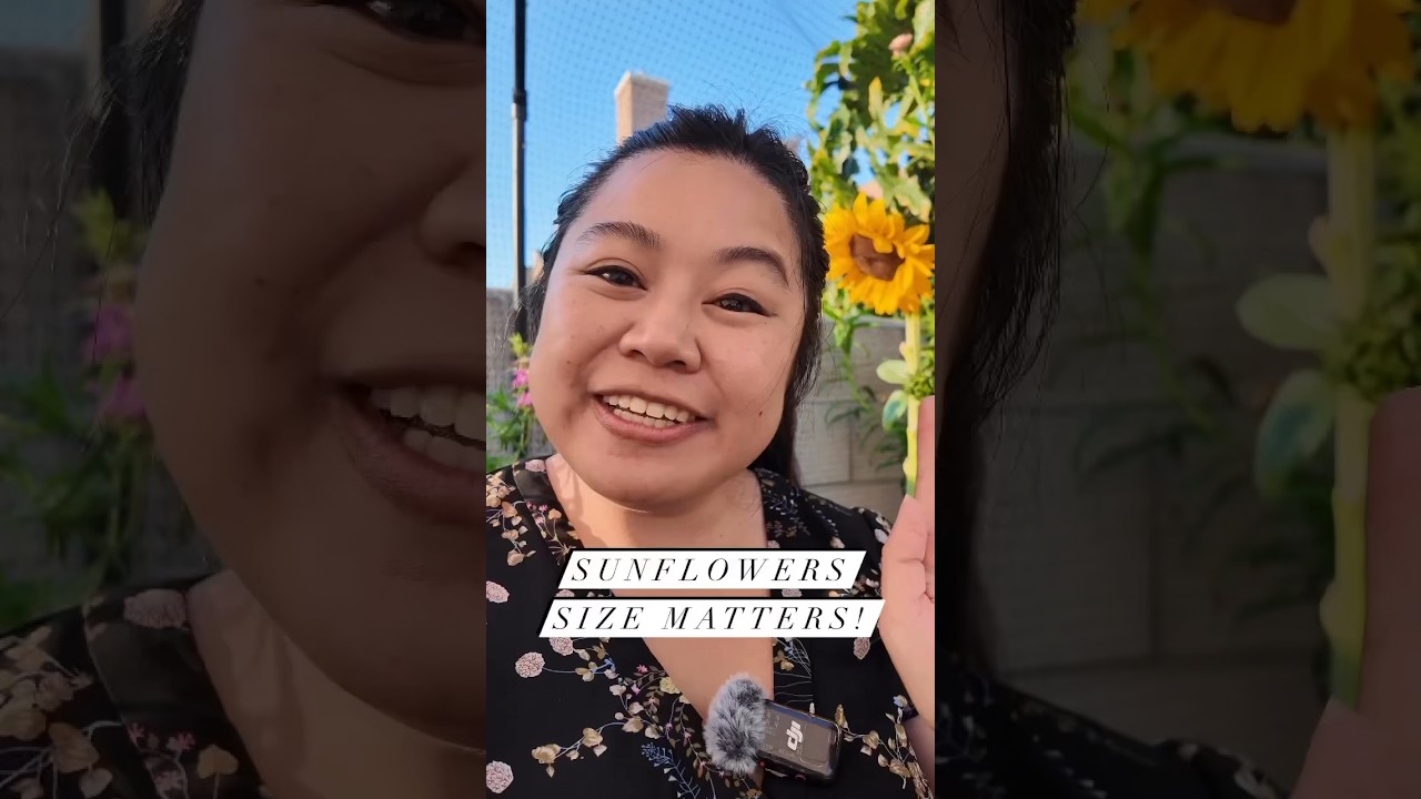 How to Grow Big Sunflowers #gardening #cutflowergarden #zone10 #garden #sunflowers