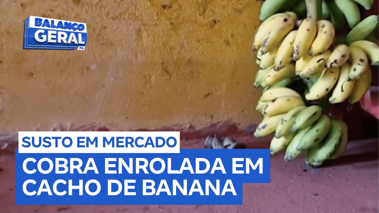 Cobra é encontrada enrolada em cacho de bananas