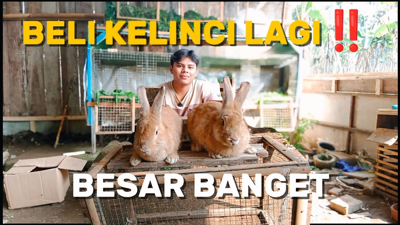 BELI KELINCI BESAR BANGET||UNBOXING LAGI‼️