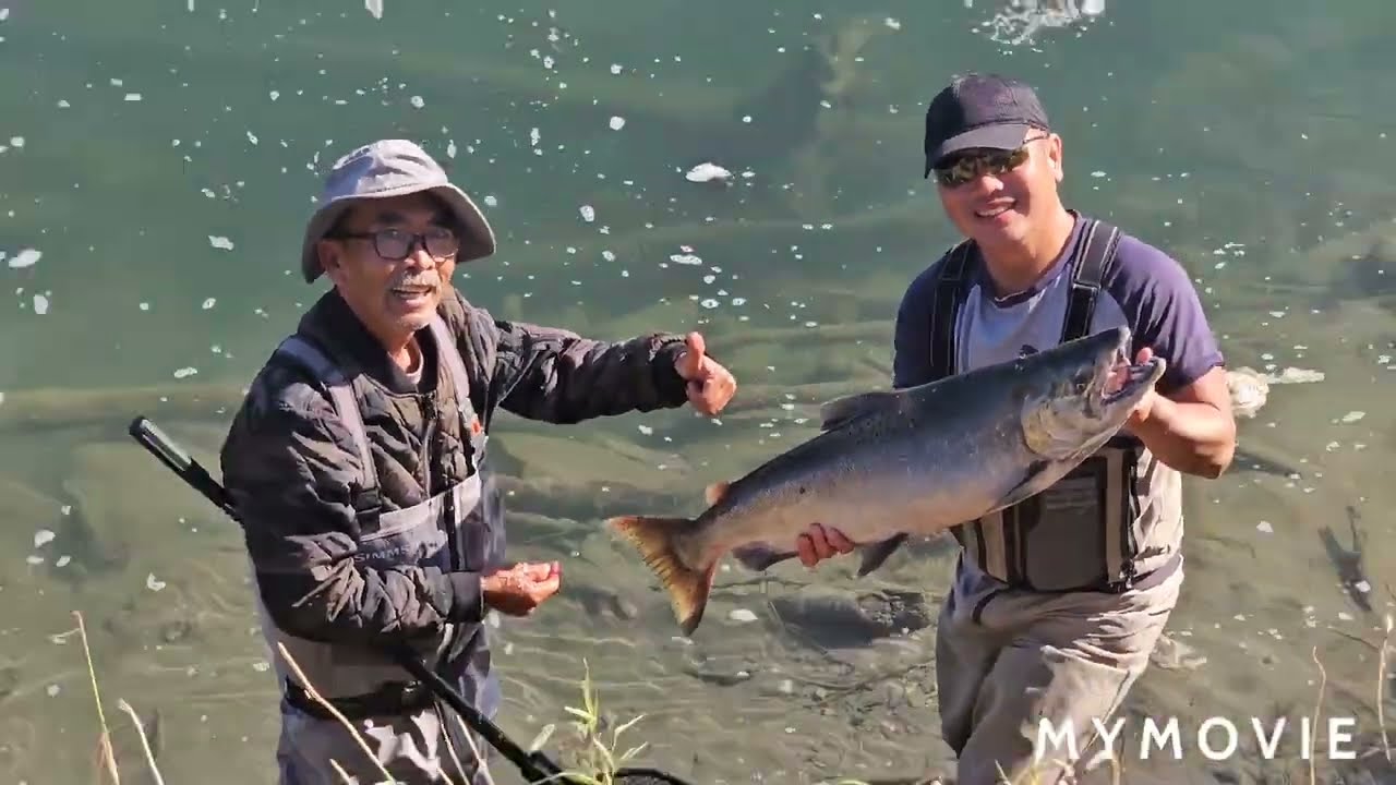  fishing 🎣 salmon at vedder river Chilliwack Vancouver Canada #t nhom thu gian Canada tap 783