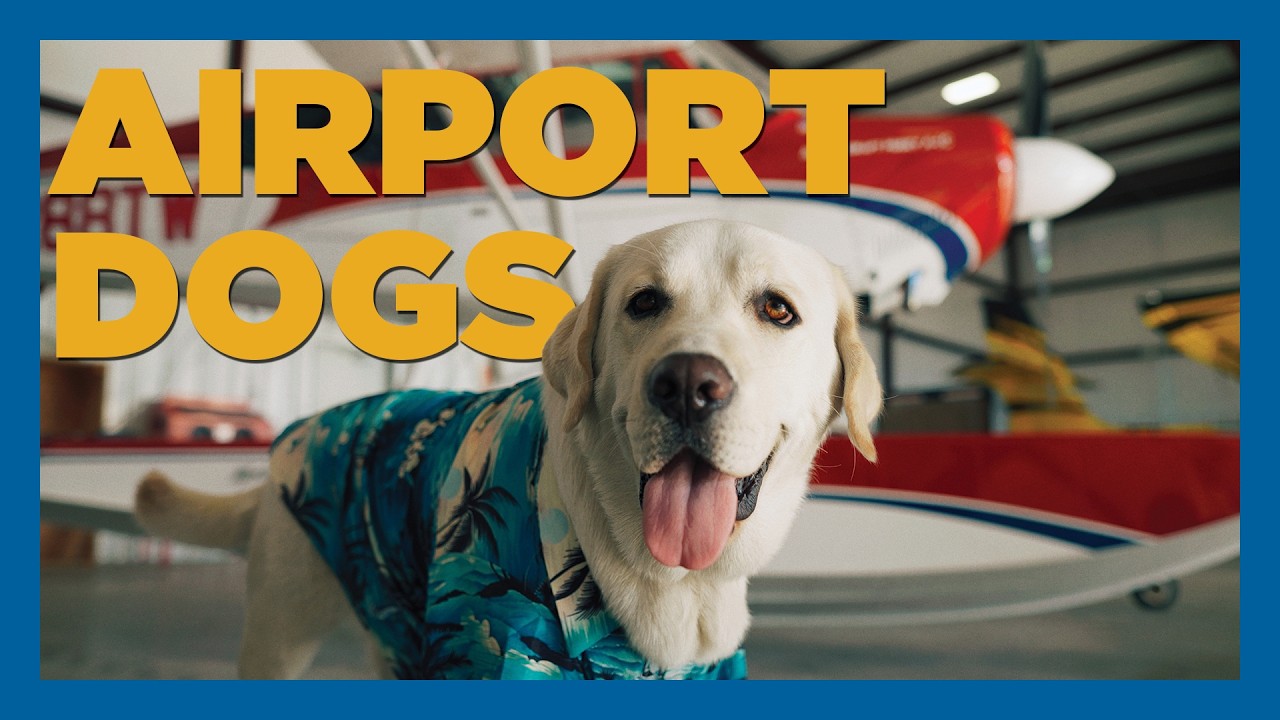 The seaplane school where everyone hangs out (even the dogs)