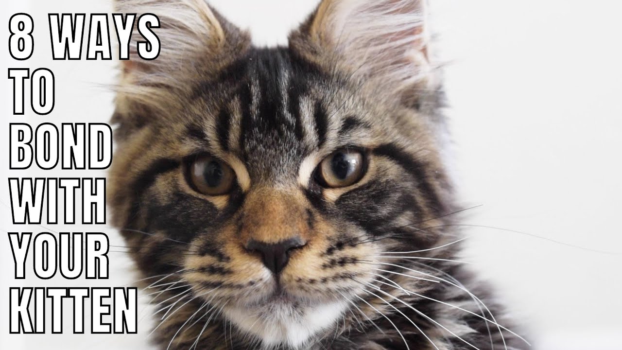 8 Ways to BOND with Your Kitten