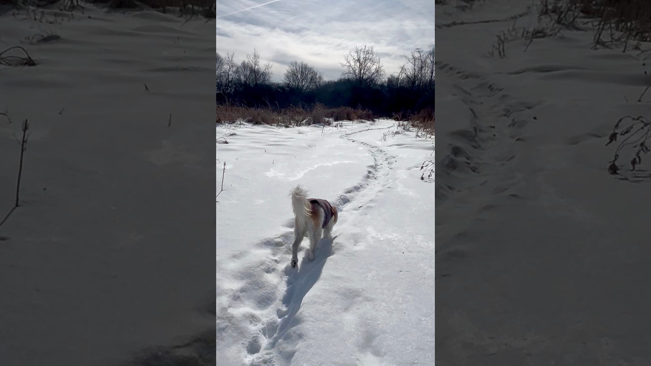Walk With Willow 1987 A Quiet Trail Journey With My Senior Dog, No Talking