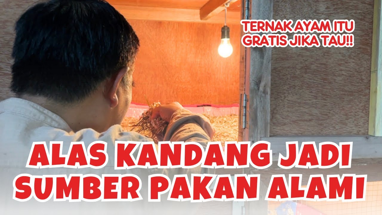 Cara Buat Alas Kandang Ayam Tanpa Bau