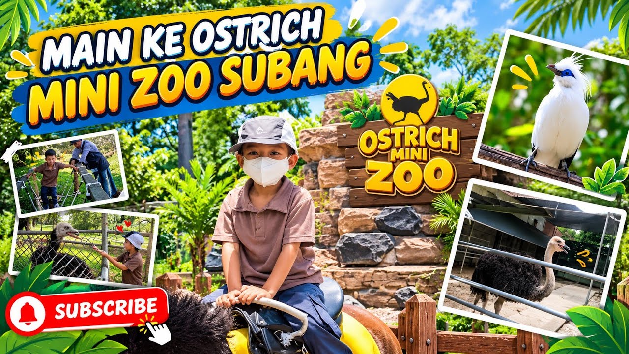 SERUNYA ABANG MAIN DI OSTRICH SUBANG||KUDANYA SAMPAI NGAMBEK 