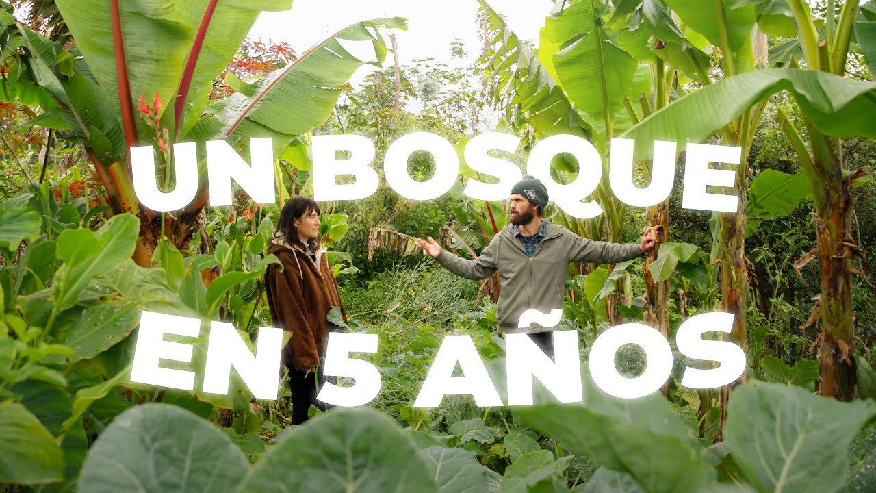Creamos un BOSQUE de ALIMENTOS en 5 AÑOS | Etación Agroecolóogica de Vieiro