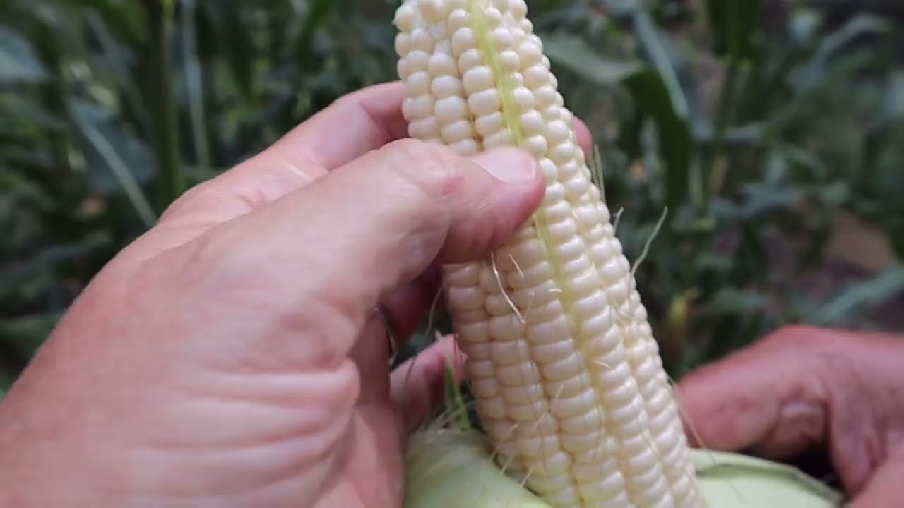 Silver Queen Corn Harvest June 2022