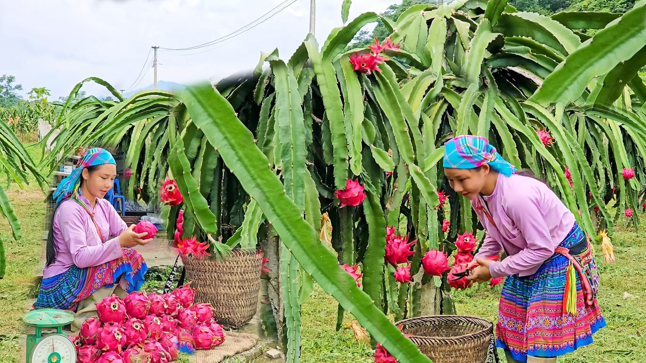 18-Year-Old Girl Harvests Dragon Fruit | First Season Farming & Selling at Local Market