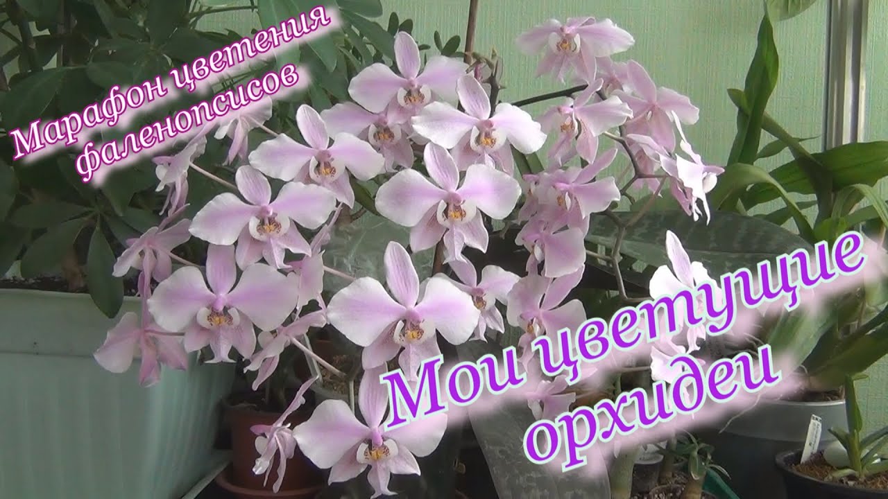 Шикарное цветение орхидей. ФАЛЕНОПСИС ШИЛЛЕРИАНА, ФИЛАДЕЛЬФИЯ и др.