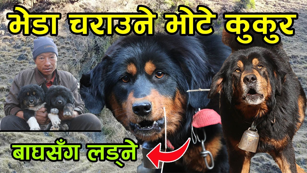बाघसँग लड्दै डरलाग्दो जंगलमा भेडा चराउने डरलाग्दा भोटे कुकुर ! बच्चा चाहिए फोन गर्नु │Nepal Chitra