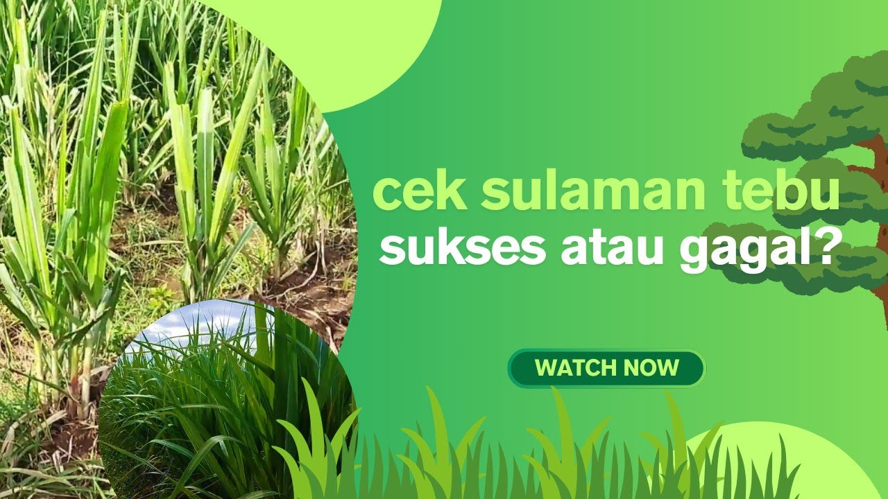  CEK SULAMAN TEBU❗❗apa yang harus di perhatikan?? 