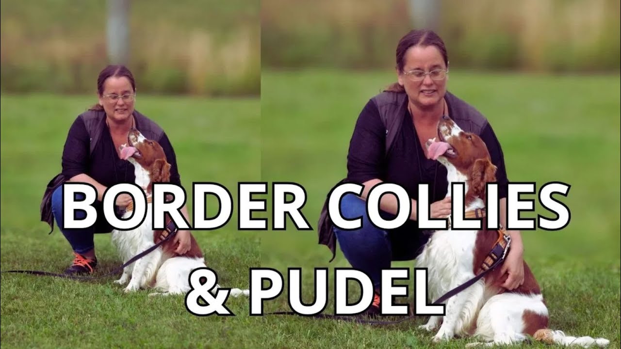 Svenska småföretagare i hundbranschen - bordercollie, pudel & doodles med workforfun
