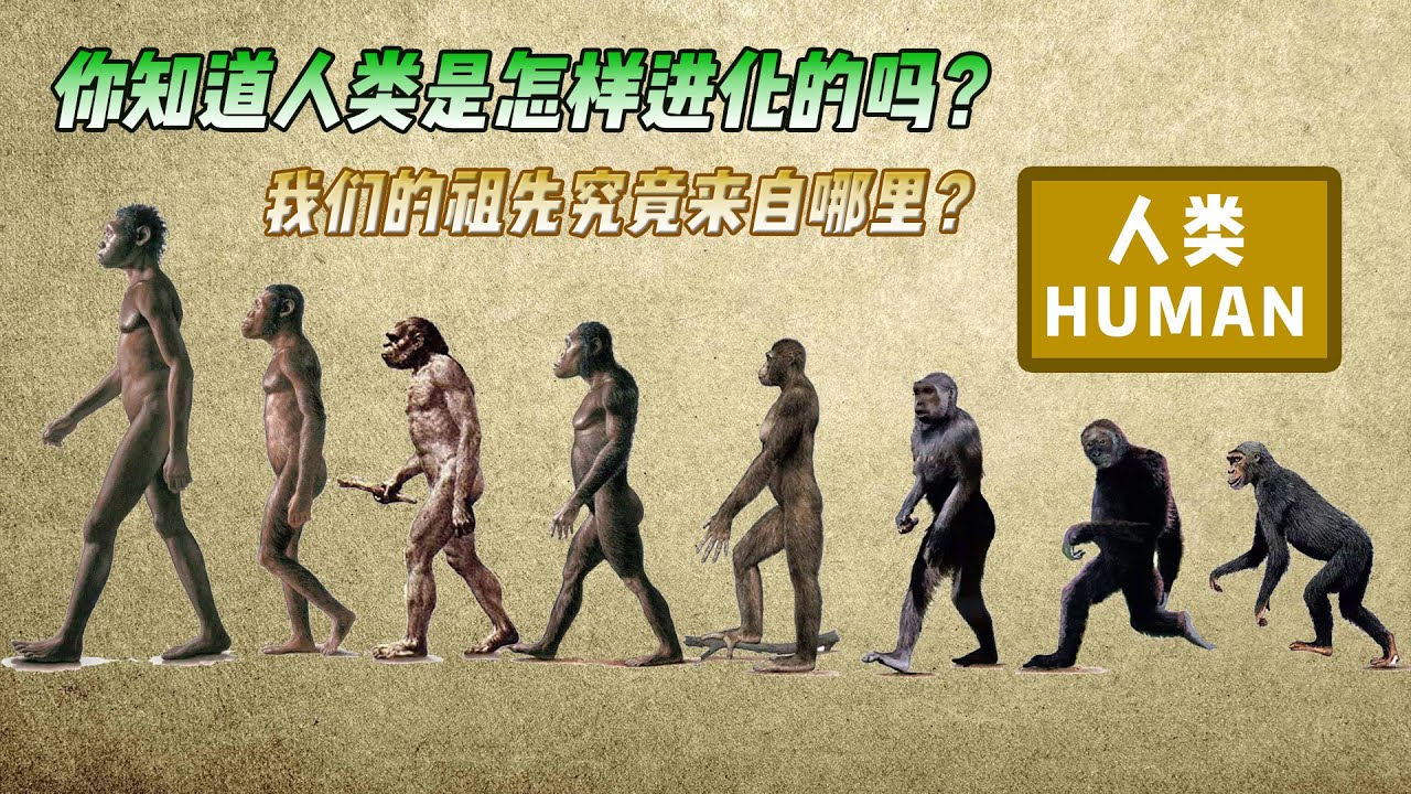 我们的祖先真的是来自非洲吗？那人类到底是怎么进化而来的？