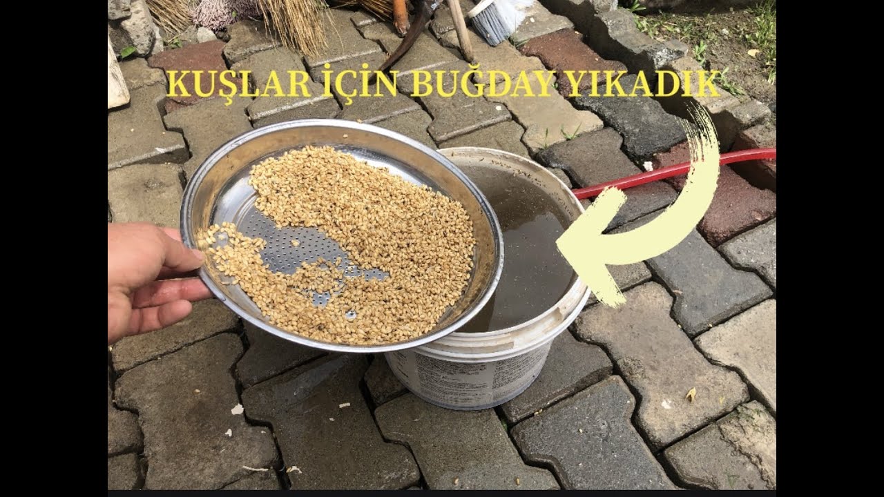 Kuşlar İçin Buğday Aldık ve Yıkadık.