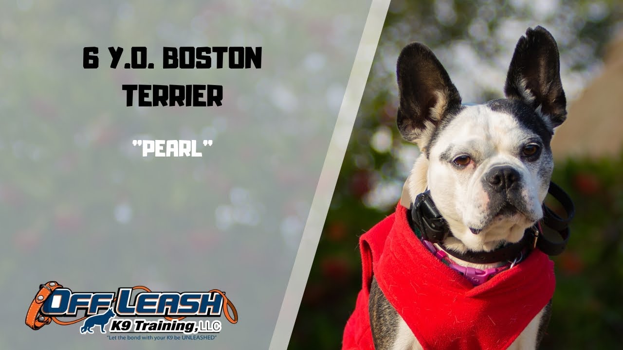 BOSTON TERRIER / DOG TRAINING