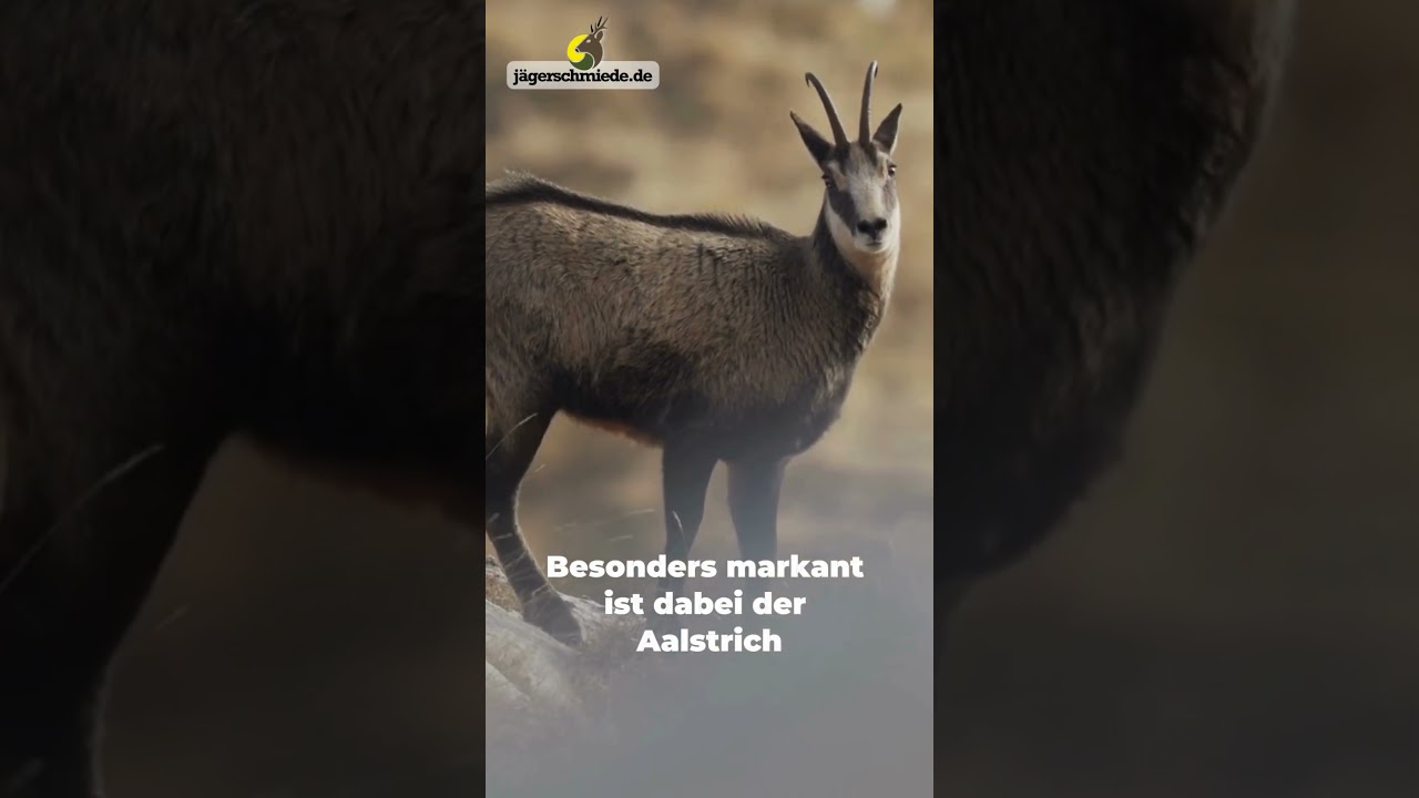 Wie leben G&auml;mse?